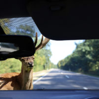 deer crossing almost gets in accident with car